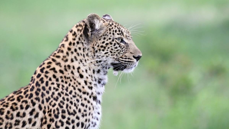 Afternoon KNP Open Vehicle Safaris image 4 Afternoon KNP Open Vehicle Safaris image 4