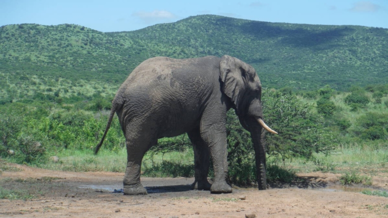 Big 5 Safari Hluhluwe-iMfolozi Park Private Tour Full Day image 5