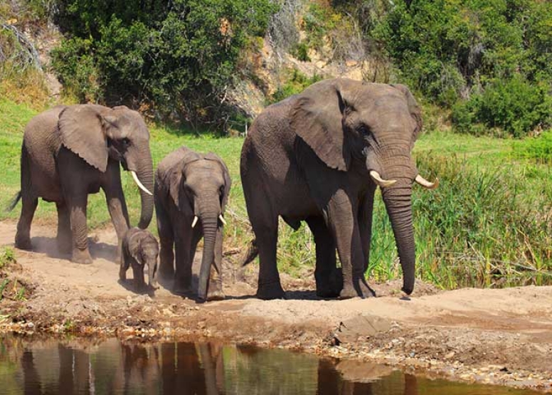 Guided Game Drives image 5