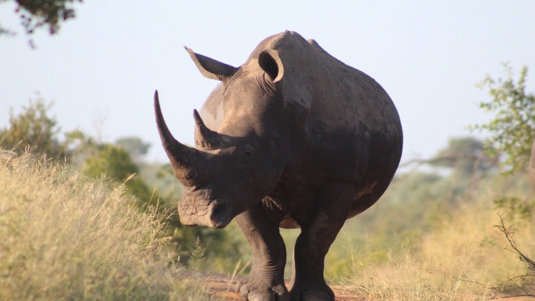 Exclusive Kruger National Park Full Day Safari with Brunch image 17