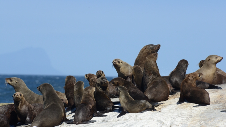 Cape Point Cruise image 4