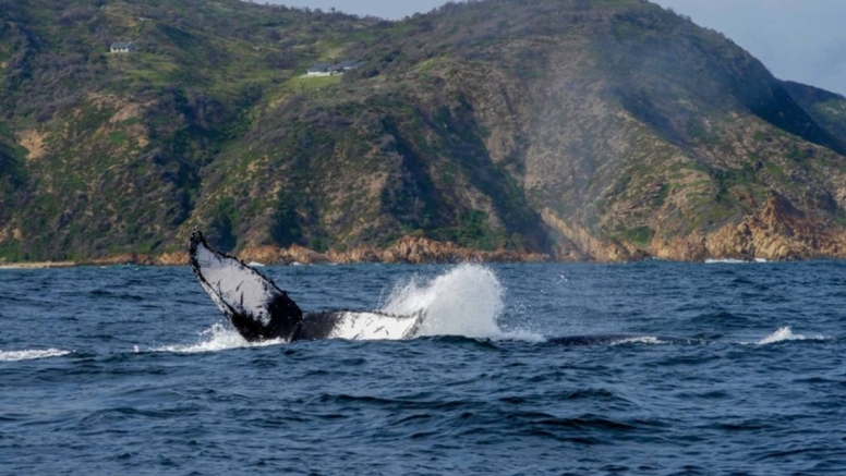 Knysna Whale Watching - Close Encounters image 5