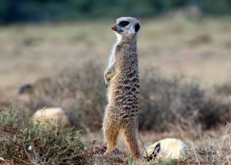 Addo Elephant Park Full Day Safari image 7