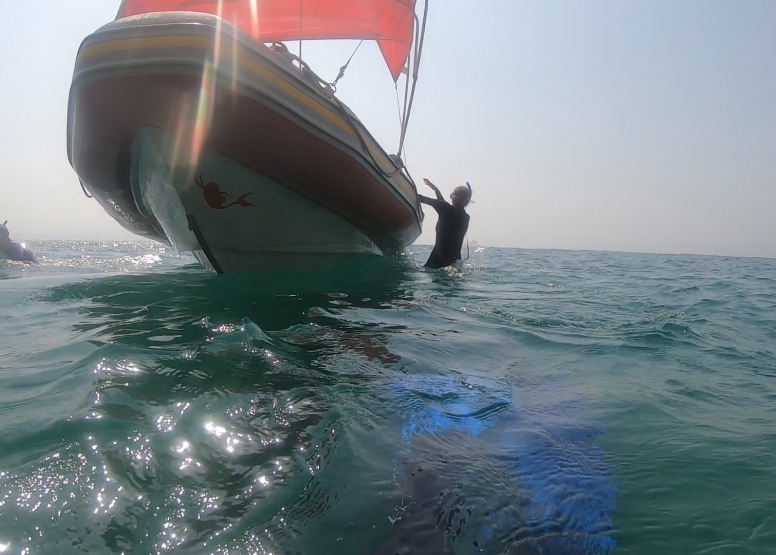 Seal Swimming image 10