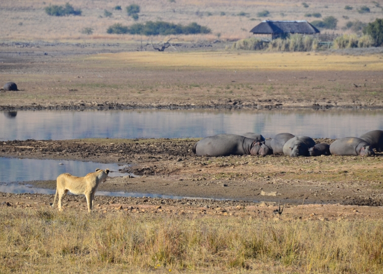 Private Game Drive Sun City - 10 Seater image 8