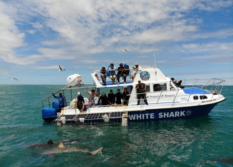 Shark Cage Diving in Gansbaai with White Shark Diving Company image 9