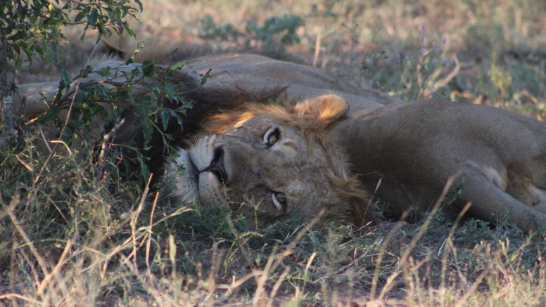 Exclusive Kruger National Park Full Day Safari with Brunch image 18