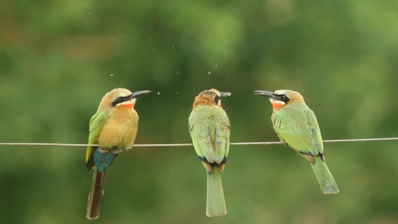 Mkuze River Bird Walk image 3