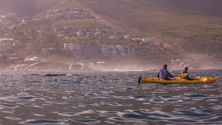 Table Bay – Dolphin Route image 1