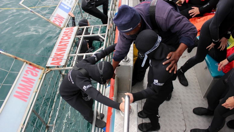 Shark Cage Diving Gansbaai with return transfer from Cape Town image 5