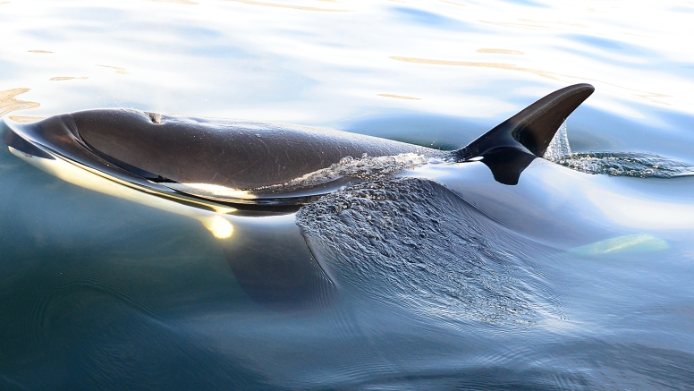 Cape Town Whale Watching Trip image 19