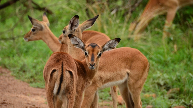 Game Drive SCHEDULED Bakubung Gate image 4