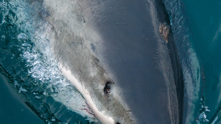 Shark Cage Diving in Gansbaai image 6