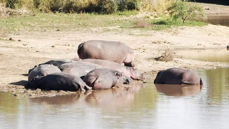 Afternoon Kruger Game Drive image 2