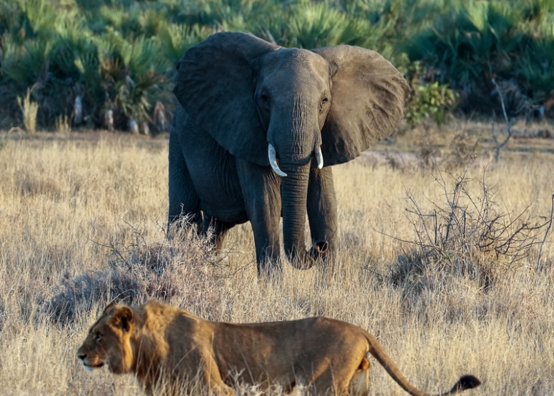 Full Day Kruger Safari image 5