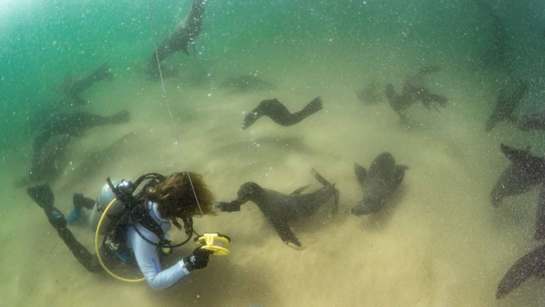 Seal Scuba Dive image 2