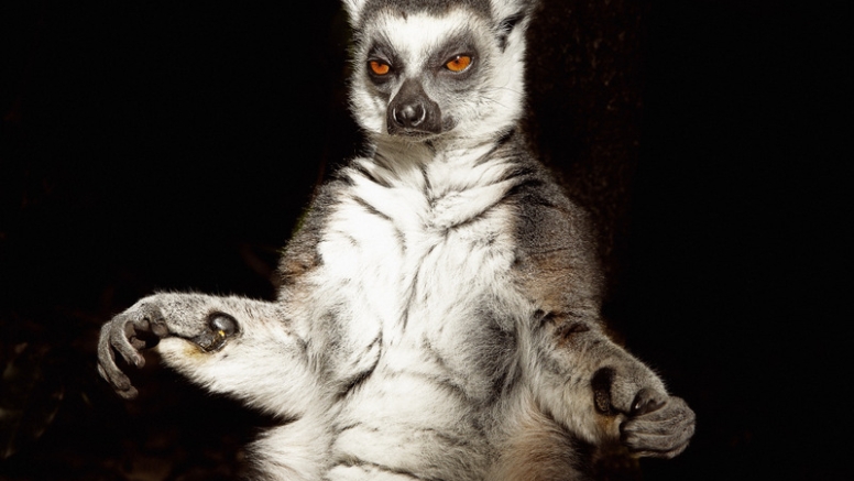 The Hidden Forest Wildlife Sanctuary image 4