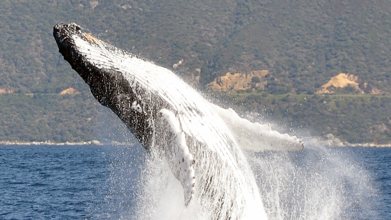 Cape Town Whale Watching Trip image 23