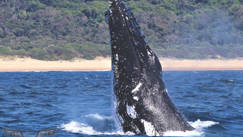 Whale & Dolphin Watching image 1