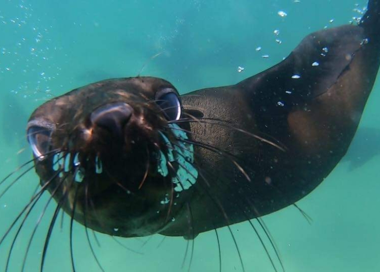 Seal Swimming image 2