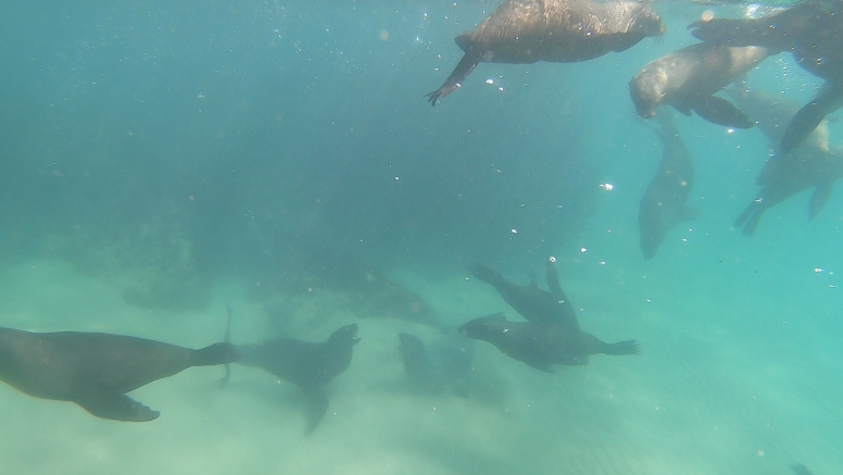 Seal Swimming image 12