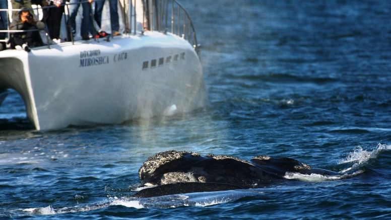 Hermanus Whale Watching with Southern Right Charters image 11
