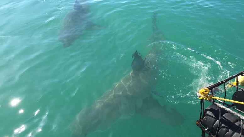 Shark Cage Diving in Gansbaai image 2