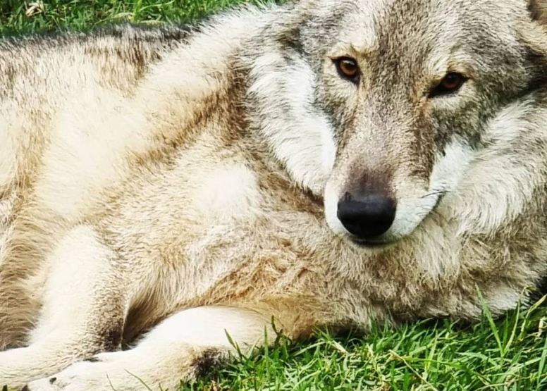 Tsitsikamma Wolf Sanctuary image 6