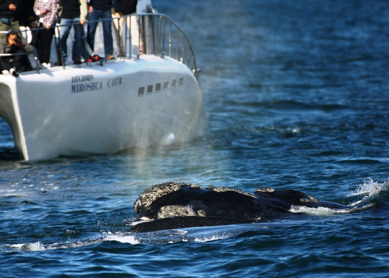 Hermanus Whale Watching with Southern Right Charters image 11