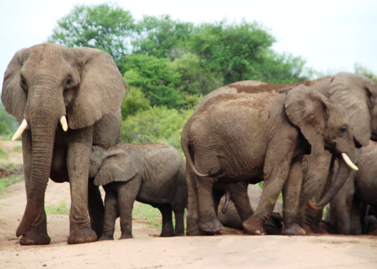 6 Day Epic Kruger Park image 5