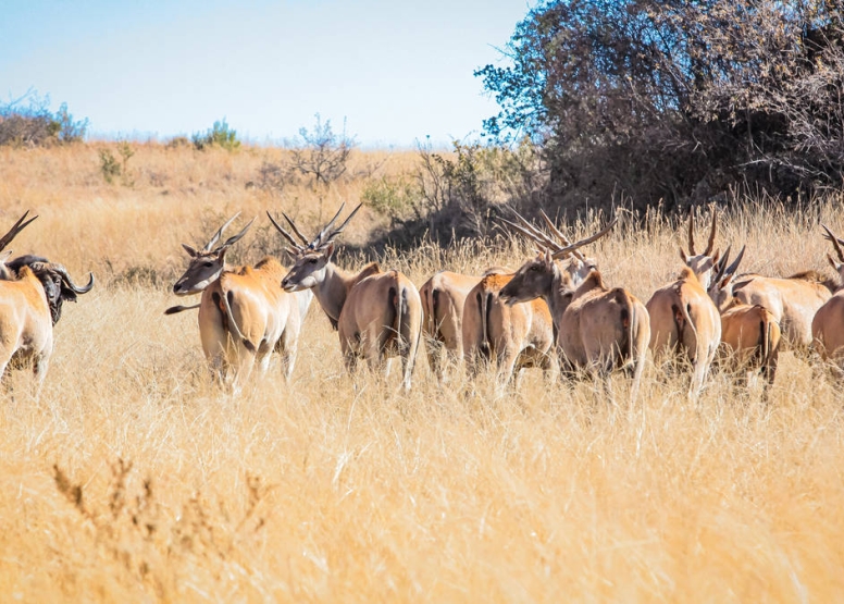 Savannah Trail Guided Walk Bothongo Rhino and Lion Nature Reserve image 1