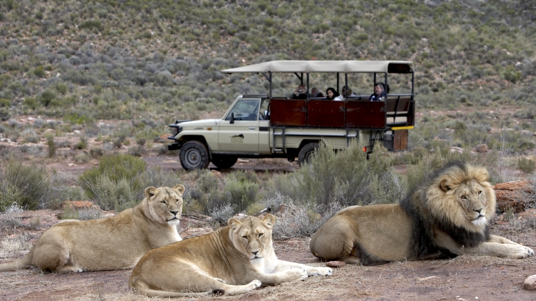 Afternoon Safari (Excluding Transfer) image 1