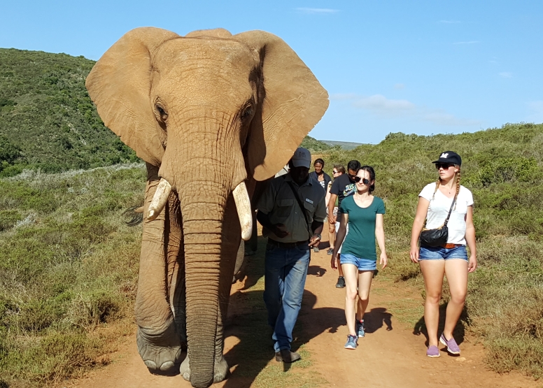 Elephant Walk and Interaction Mossel bay image 1