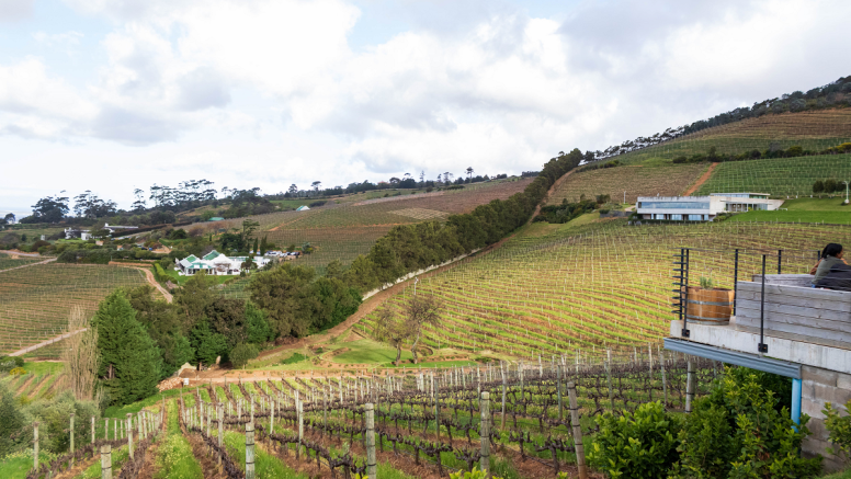 Full Day City & Winelands image 7