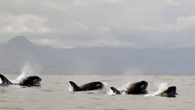 Cape Town Whale Watching Trip image 22