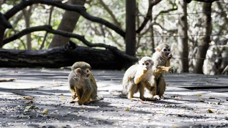 Harties Monkey Sanctuary Tour image 3