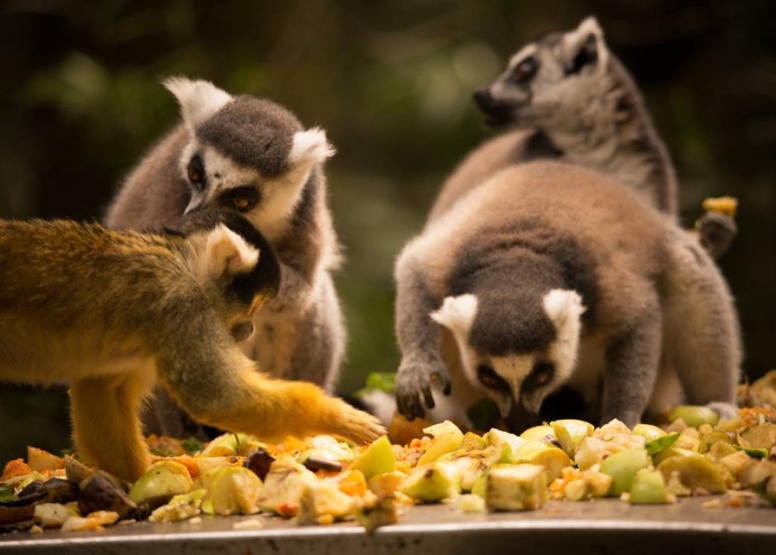 The Hidden Forest Wildlife Sanctuary image 1