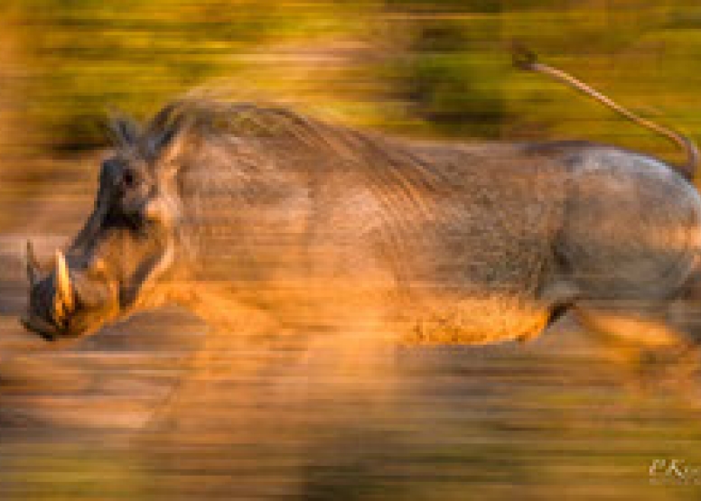 Photographic Full Day Private Safari Kruger Park image 7
