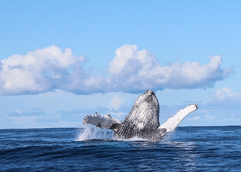 Marine Big 5 Tour Gansbaai with return transfer from Hermanus image 8