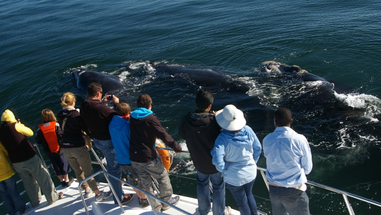 Hermanus Whale Watching with Southern Right Charters image 13