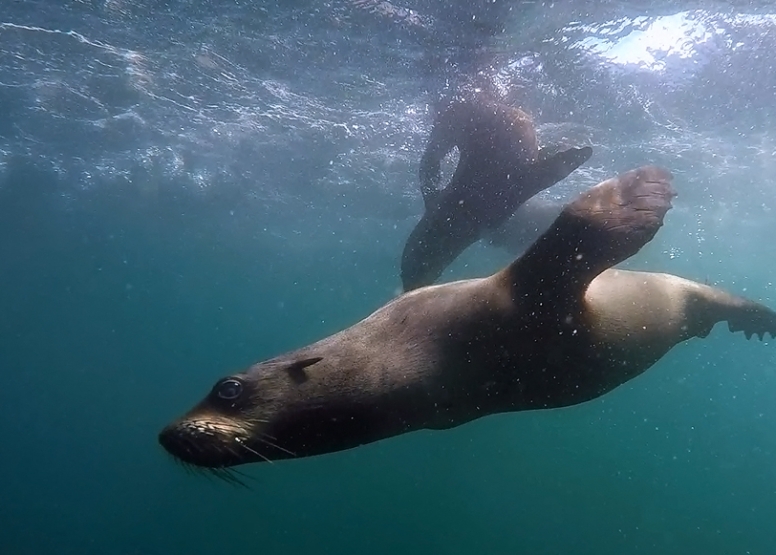 Seal Swimming image 6
