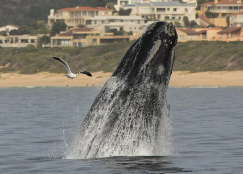 Whale and dolphin watching tour image 4