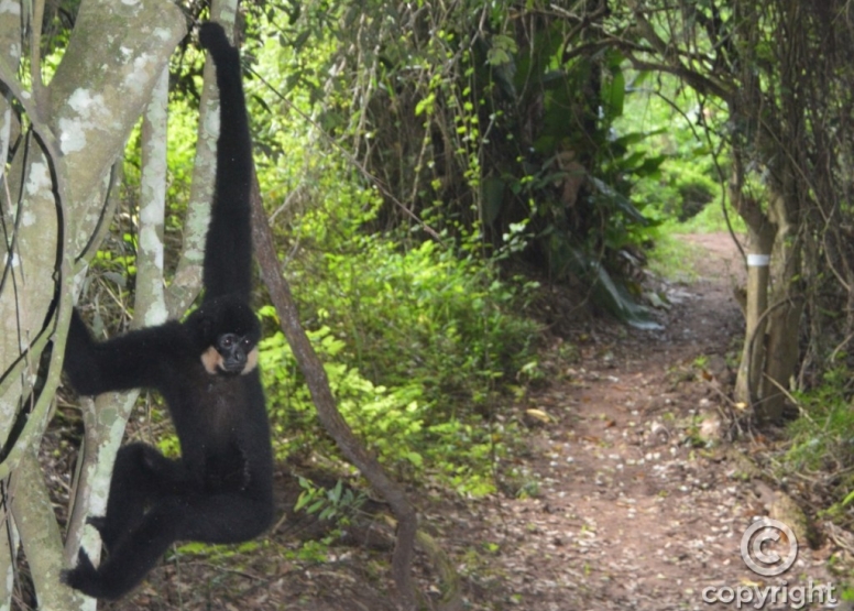 The Hidden Forest Wildlife Sanctuary image 11