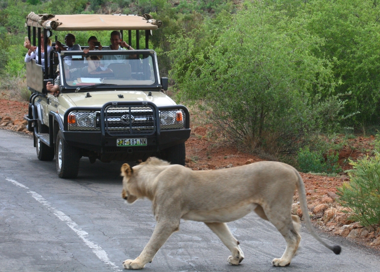 Private Game Drive Sun City - 10 Seater image 12