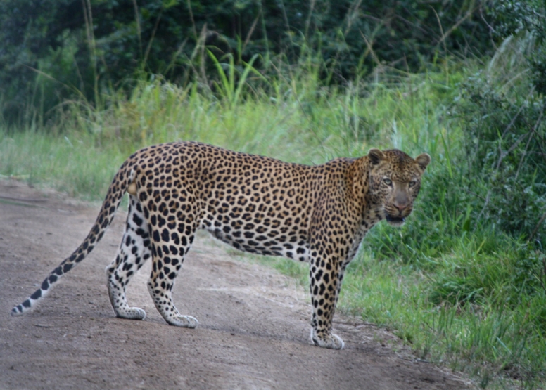 Half Day Hluhluwe-Imfolozi Safari image 5