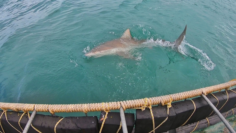 Gansbaai Shark Cage Diving Tour image 12