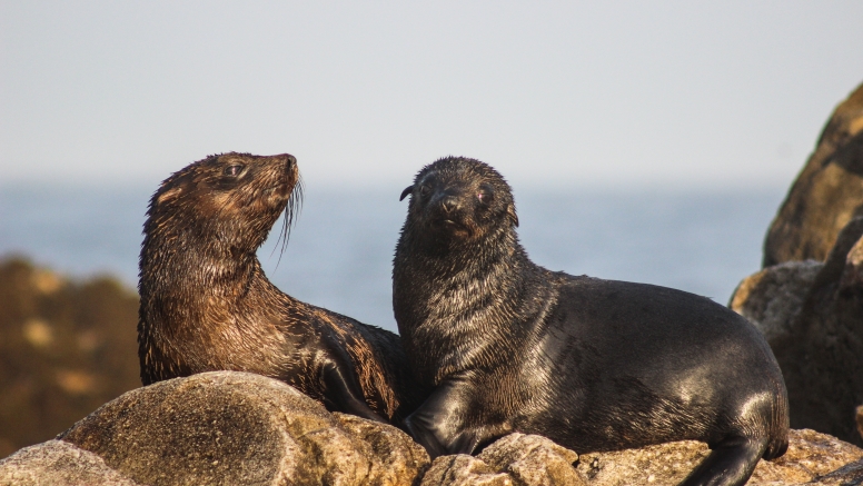 Marine Big 5 Tour Gansbaai with return transfer from Cape Town image 5