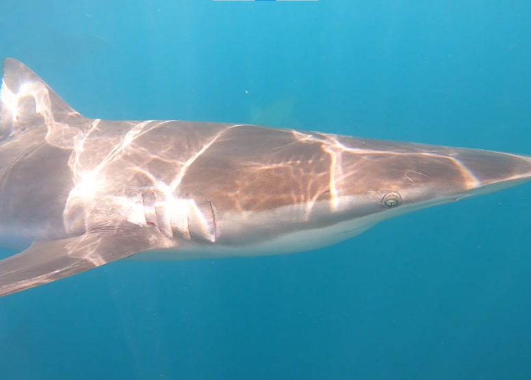 Shark Cage Diving in Gansbaai with White Shark Diving Company image 4