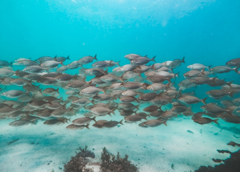 Great African Sea Forest Single Scuba Dive Boat Entry image 3