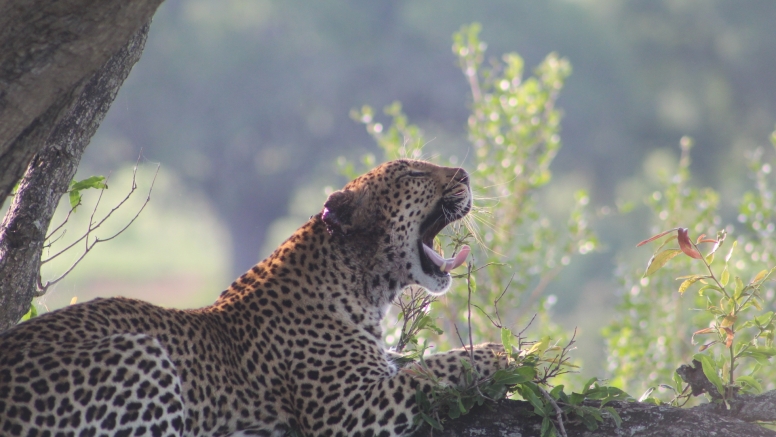 Exclusive Kruger National Park Full Day Safari with Brunch image 22